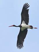 Black Stork