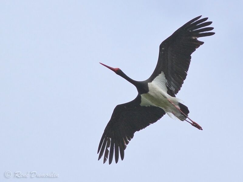 Cigogne noireadulte, Vol