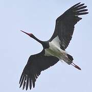 Black Stork