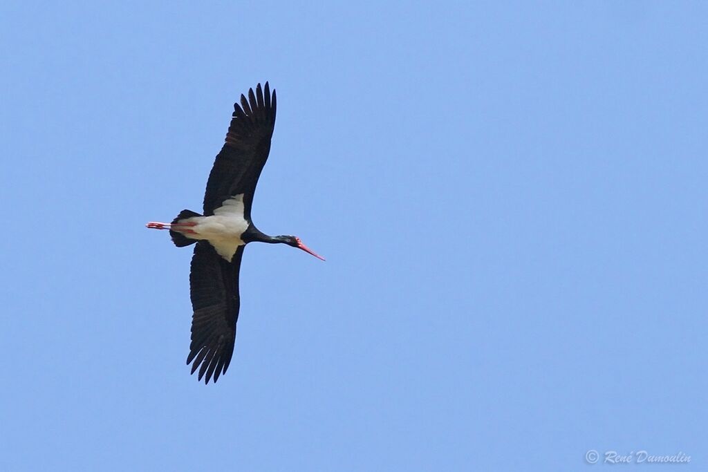 Cigogne noireadulte, Vol