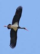 Black Stork