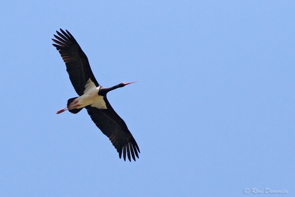 Cigogne noireadulte, Vol