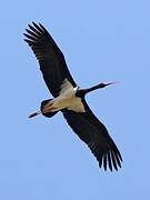 Black Stork