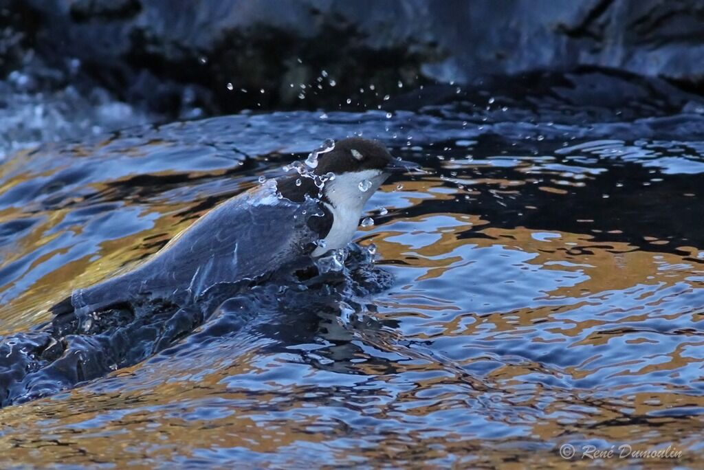 White-throated Dipperadult, swimming