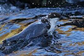 White-throated Dipper