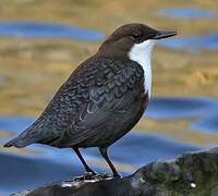 White-throated Dipper