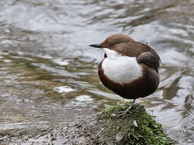 White-throated Dipperadult, identification