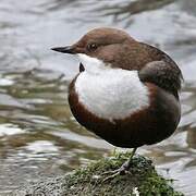 White-throated Dipper