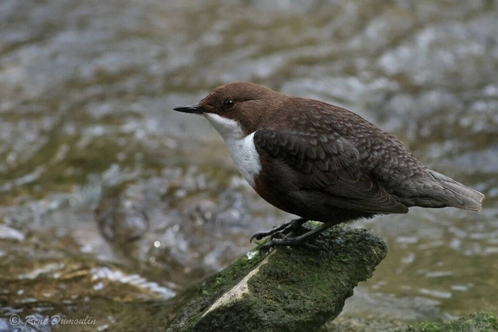 White-throated Dipperadult, identification