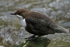 White-throated Dipper