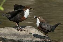 White-throated Dipper