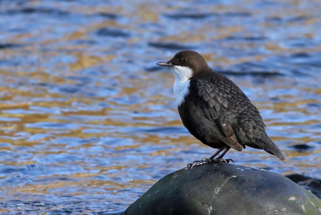 White-throated Dipperadult, identification