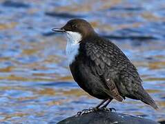 White-throated Dipper