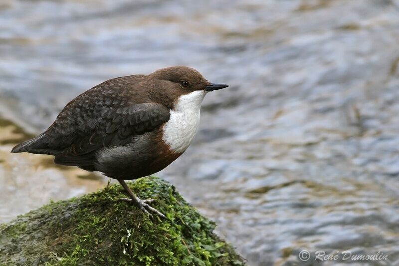 White-throated Dipperadult, identification