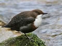 White-throated Dipper