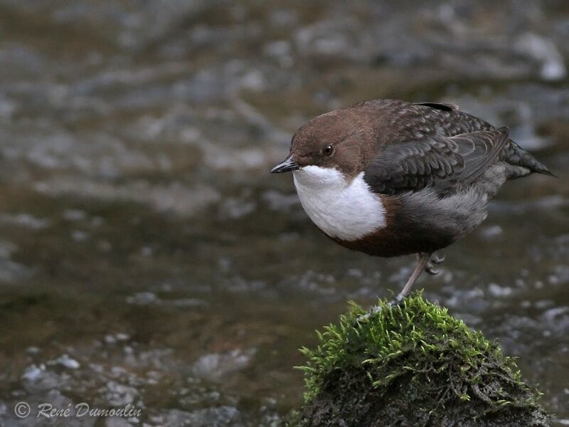 White-throated Dipperadult, identification