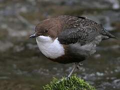 White-throated Dipper