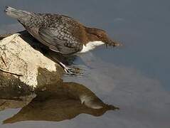 White-throated Dipper