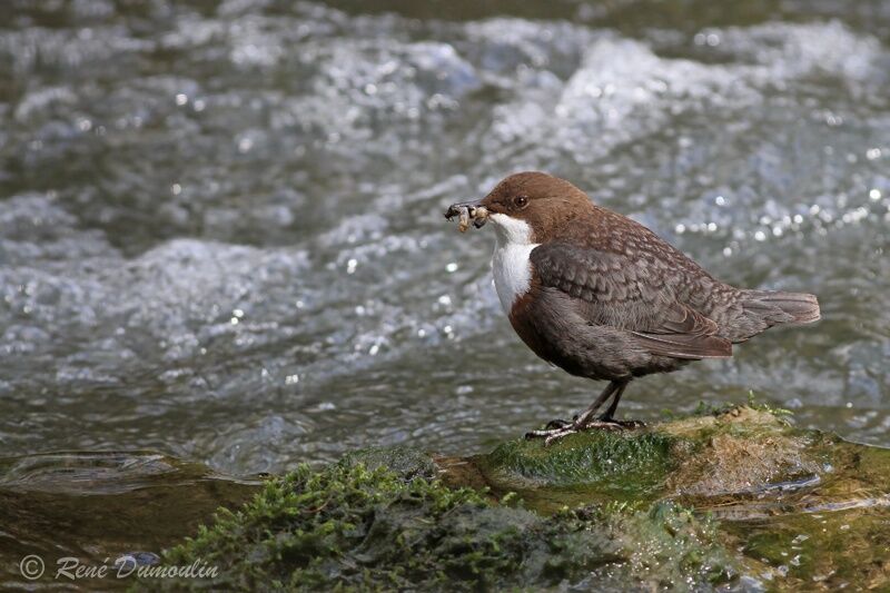 White-throated Dipperadult, identification, Reproduction-nesting