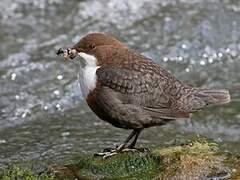 White-throated Dipper