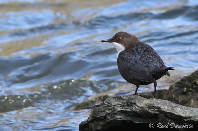 White-throated Dipperadult, identification