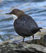 White-throated Dipper