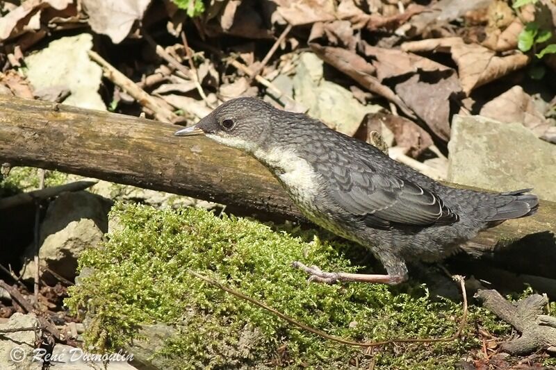 Cincle plongeurjuvénile, identification