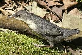 White-throated Dipper