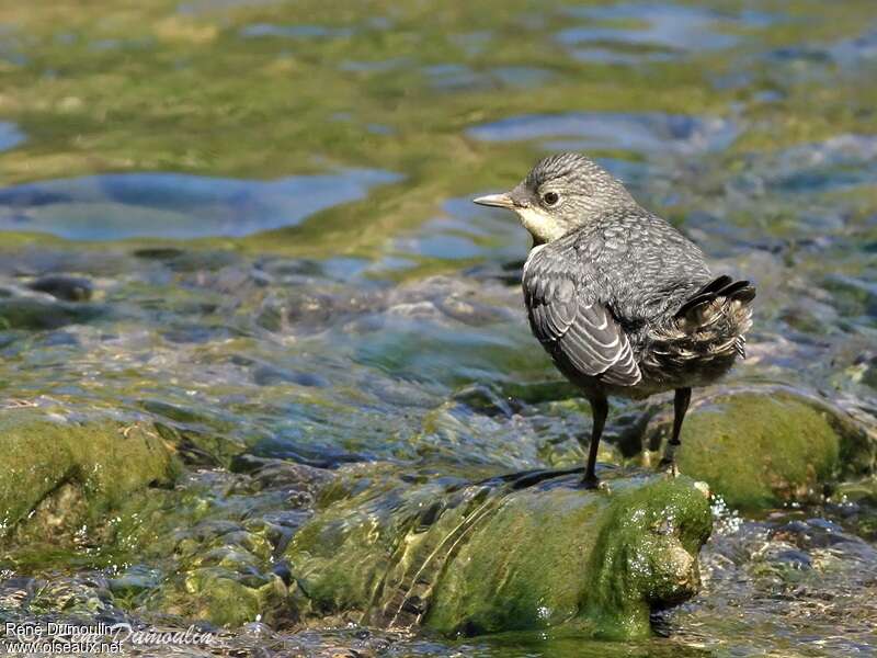 White-throated Dipperjuvenile, identification