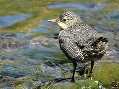 White-throated Dipper