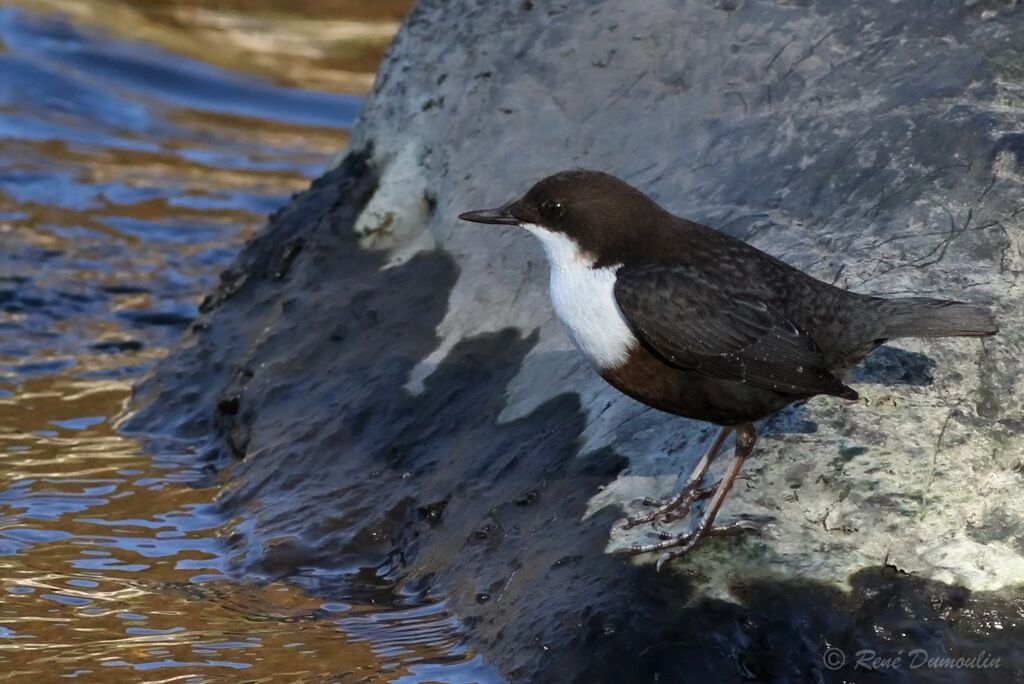 White-throated Dipperadult, identification