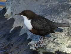 White-throated Dipper