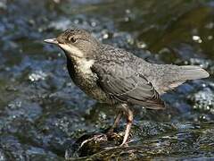 White-throated Dipper