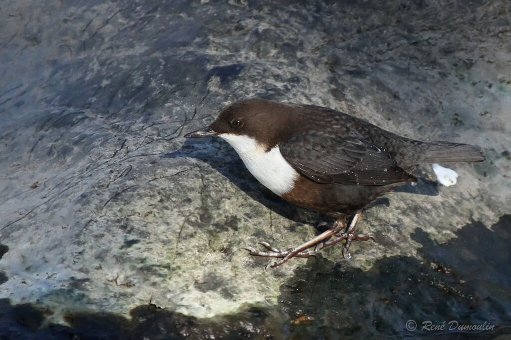 Cincle plongeuradulte, identification