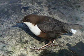 White-throated Dipper