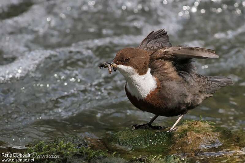 White-throated Dipperadult, feeding habits, Reproduction-nesting