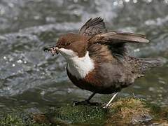 White-throated Dipper