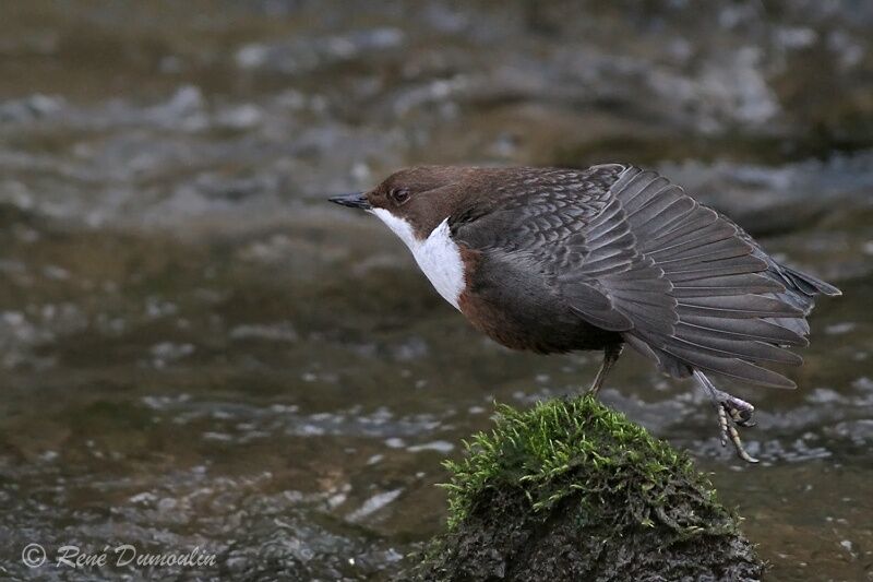 White-throated Dipperadult, identification