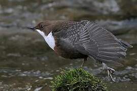 White-throated Dipper