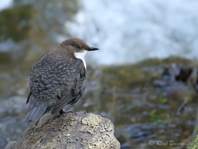 White-throated Dipperadult, identification