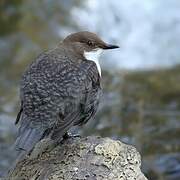 White-throated Dipper