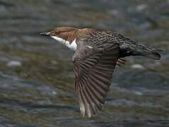 White-throated Dipper