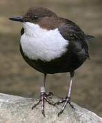 White-throated Dipper