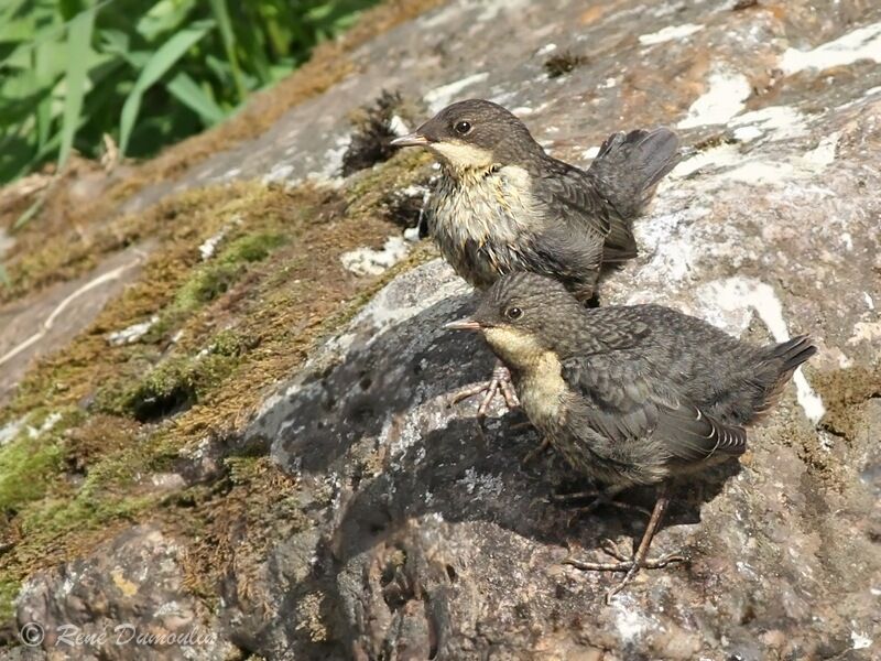 White-throated Dipperjuvenile, identification