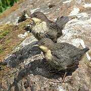 White-throated Dipper