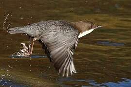 White-throated Dipper