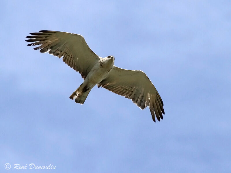 Short-toed Snake Eagleadult, Flight