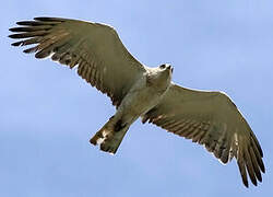 Short-toed Snake Eagle