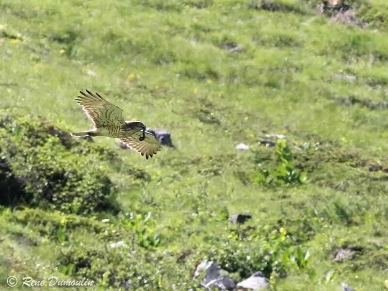 Short-toed Snake Eagleadult, identification, Flight, feeding habits