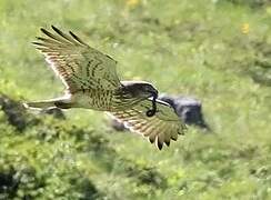 Short-toed Snake Eagle